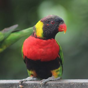 Sumbawa sunset lorikeet (Trichoglossus forsteni forsteni) - Bird Park