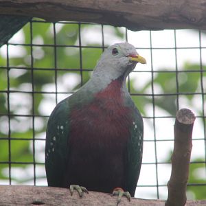 Raja Ampat wompoo fruit dove (Ptilinopus magnificus puella) - Bird Park