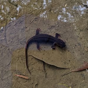 Amami Sword-tailed Newt (Cynops ensicauda ensicauda)