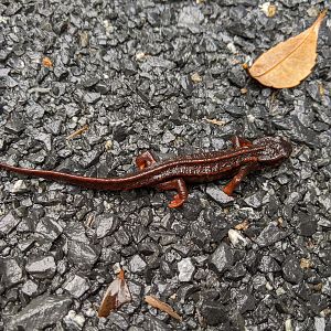 Amami Sword-tailed Newt (Cynops ensicauda ensicauda)