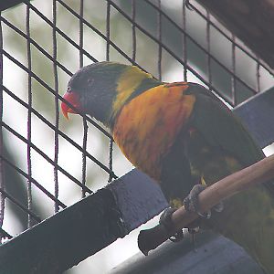 Marigold lorikeet (Trichoglossus capistratus capistratus) - Bird Park