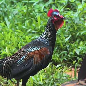 Green junglefowl (Gallus varius) - Bird Park