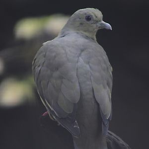Pink-necked green pigeon (Treron vernans) - Bird Park