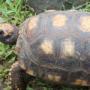 Yellow-footed tortoise (Chelonoidis denticulatus) - Museum Komodo