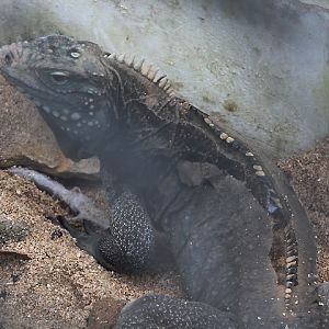 Cuban iguana (Cyclura nubila nubila) - Museum Komodo