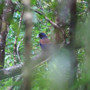 Lidth's Jay (Garrulus lidthi)