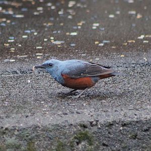 Blue Rock Thrush (Monticola solitarius)