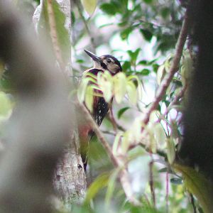 Owston's Woodpecker (Dendrocopos (leucotos) owstoni)