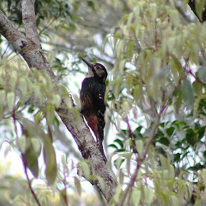 Owston's Woodpecker (Dendrocopos (leucotos) owstoni)