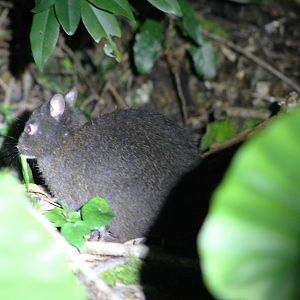 Amami Rabbit (Pentalagus furnessi)