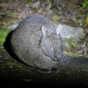 Amami Rabbit (Pentalagus furnessi)