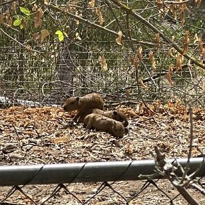 Baby Capybaras