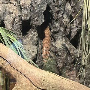 Eastern Pilbara Spiny-Tailed Skink hiding