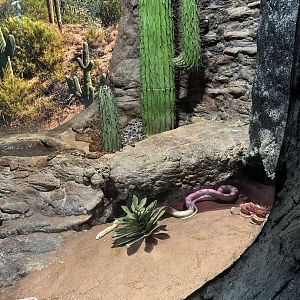 Corn Snake morph exhibit