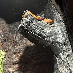 Bright orange Corn Snake
