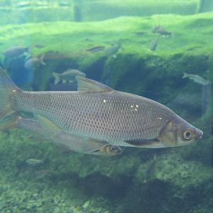 Wataka (Ischikauia steenackeri) - Lake Biwa Museum