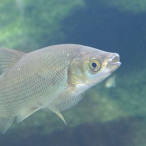 Wataka (Ischikauia steenackeri) - Lake Biwa Museum
