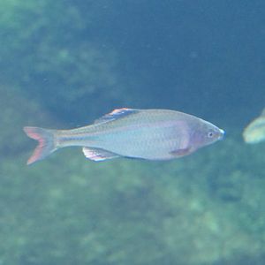 Shirohiretabira (Acheilognathus tabira tabira) - Lake Biwa Museum