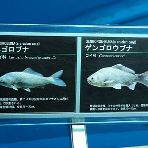 Signage example - Lake Biwa Museum