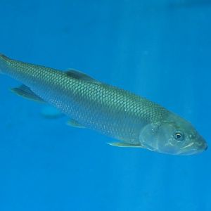 Hasu (Opsariichthys uncirostris uncirostris) - Lake Biwa Museum
