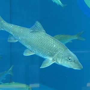 Barbel Steed (Hemibarbus labeo) - Lake Biwa Museum