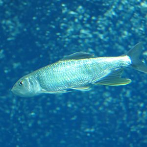 Hasu (Opsariichthys uncirostris uncirostris) - Lake Biwa Museum