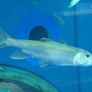Hasu (Opsariichthys uncirostris uncirostris) - Lake Biwa Museum