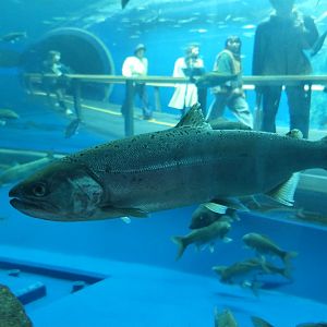 Biwa Trout (Oncorhynchus biwaensis) - Lake Biwa Museum
