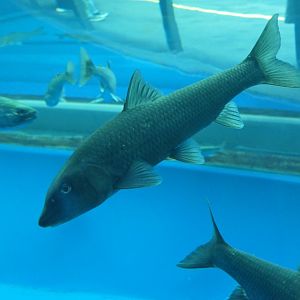 Barbel Steed (Hemibarbus labeo) - Lake Biwa Museum