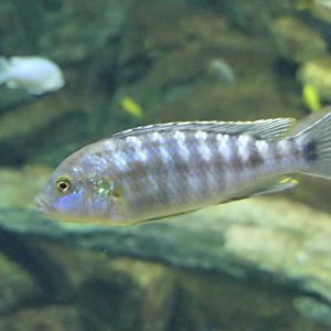 Pearl of Likoma (Labidochromis joanjohnsonae) - Lake Biwa Museum
