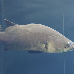 Nile Perch (Lates niloticus) - Lake Biwa Museum