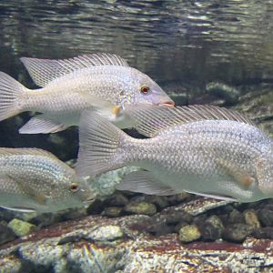 Tanganyika Tilapia (Oreochromis tanganicae) - Lake Biwa Museum
