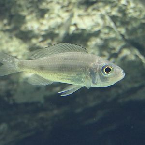 Dewindti Cichlid (Aulonocranus dewindti) - Lake Biwa Museum