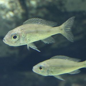 Dewindti Cichlid (Aulonocranus dewindti) - Lake Biwa Museum