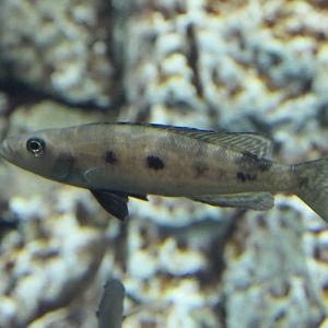 Lepidolamprologus attenuatus - Lake Biwa Museum