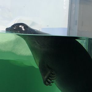 Baikal Seal (Pusa sibirica) - Lake Biwa Museum