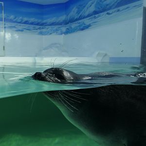 Baikal Seal (Pusa sibirica) - Lake Biwa Museum