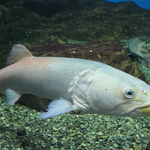 Siberian Taimen (Hucho taimen) - Lake Biwa Museum