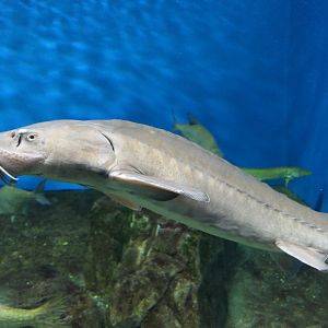 Baikal Sturgeon (Acipenser baerii "baicalensis") - Lake Biwa Museum
