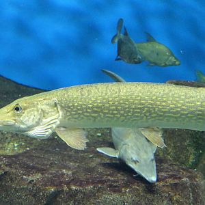 Northern Pike (Esox lucius) - Lake Biwa Museum