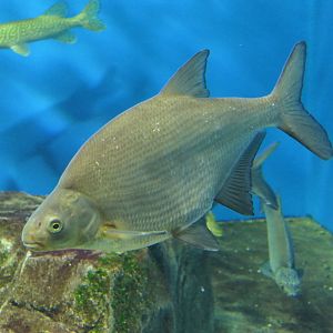 Freshwater Bream (Abramis brama) - Lake Biwa Museum