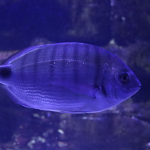 White Seabream (Diplodus sargus)
