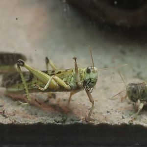 Desert Locust (Schistocerca gregaria)