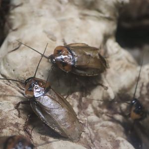 Orange-headed Cockroach (Eublaberus posticus)