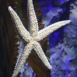 Spiny Starfish (Marthasterias glacialis)
