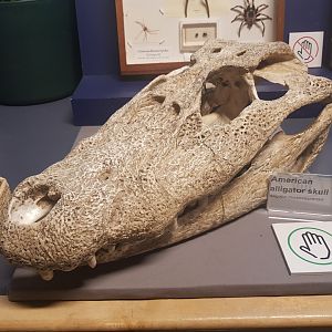 American Alligator Skull