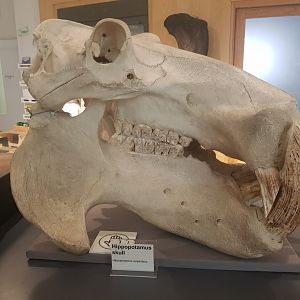 Common Hippopotamus Skull