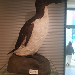 Great Auk
