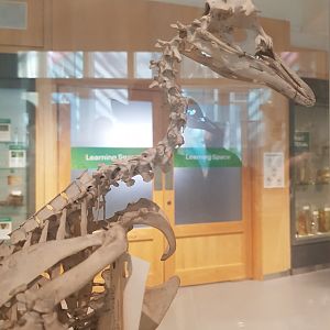 Gentoo Penguin Skeleton