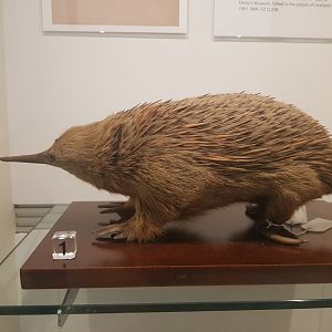 Short-beaked Echidna